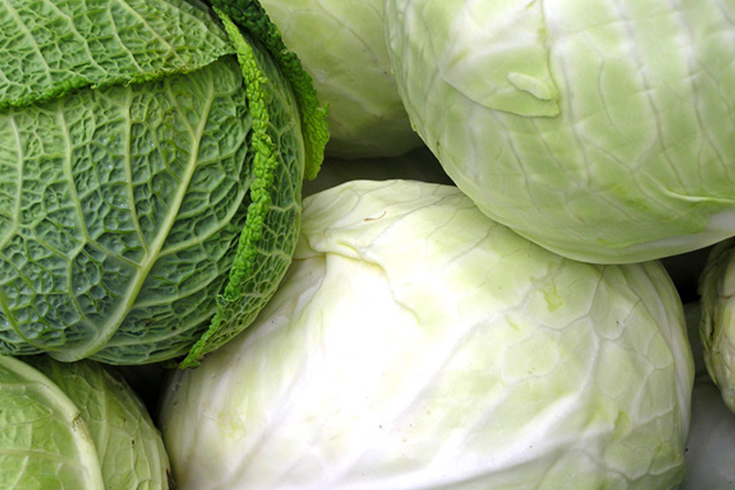 cabbage2