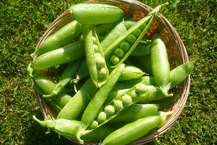 peas2