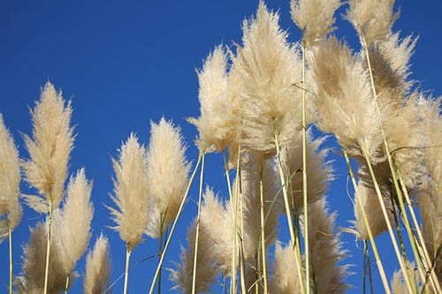 Cortaderia selloana ‘Sunningdale Silver’ – www.simpsonsnurseries.com