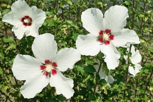 Hibiscus Syriacus Red Heart