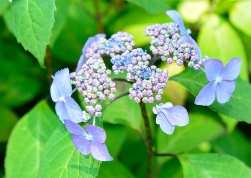 Hydrangea serrata Bluebird – www.simpsonsnurseries.com