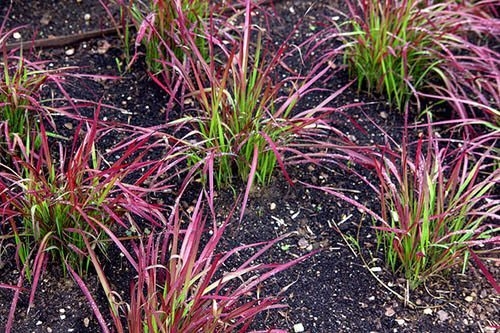 Imperata cylindrica ‘Rubra’ – www.simpsonsnurseries.com