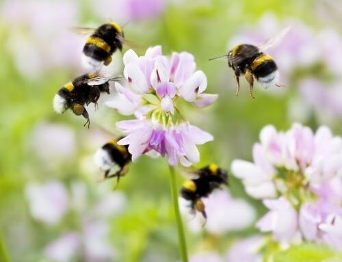 Give bees a boost